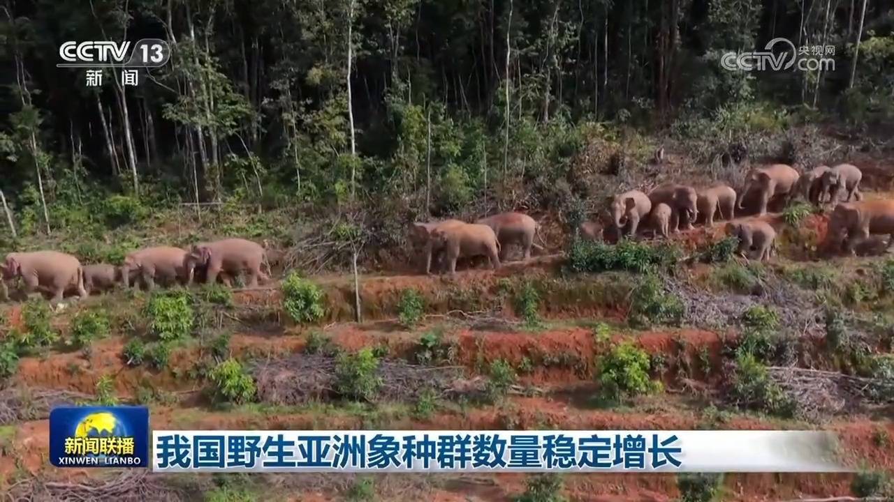 我国野生亚洲象种群数量稳定增长