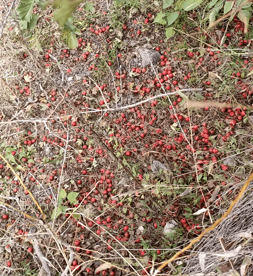 去年三块今年三毛，山楂价格跌十倍，农户：采得越多赔得越多